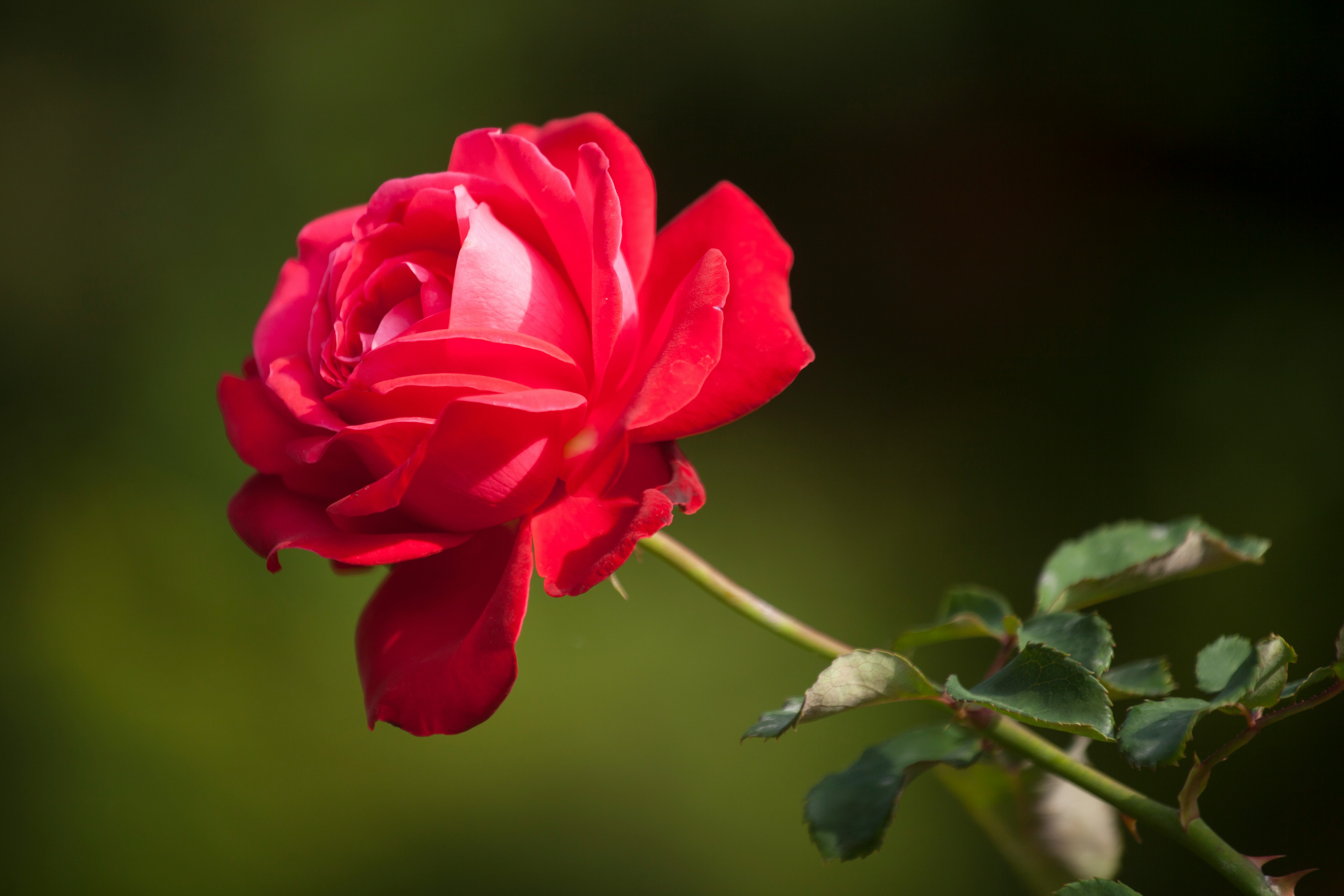 red rose in bloom during daytime